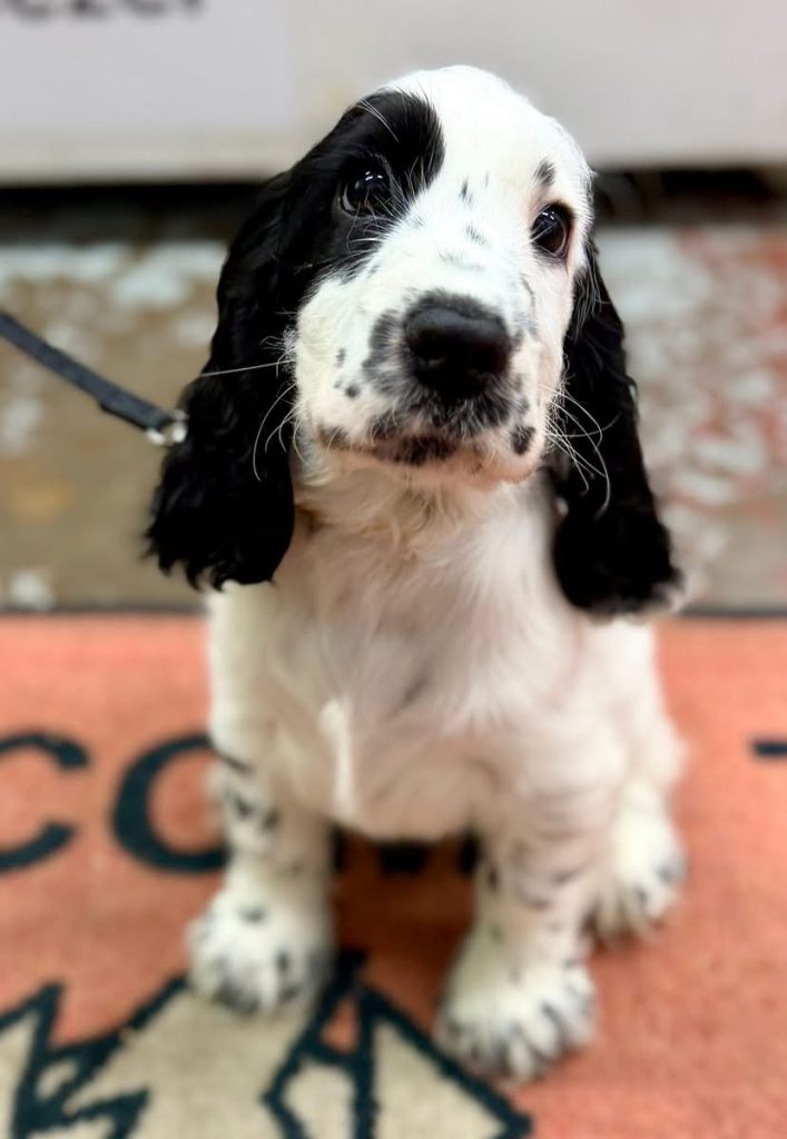 a black and white cocker spaniel puppy